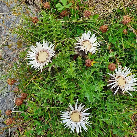 Lena Kupres (Canton 10)